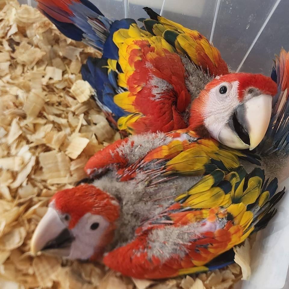 Macaws available for adoption