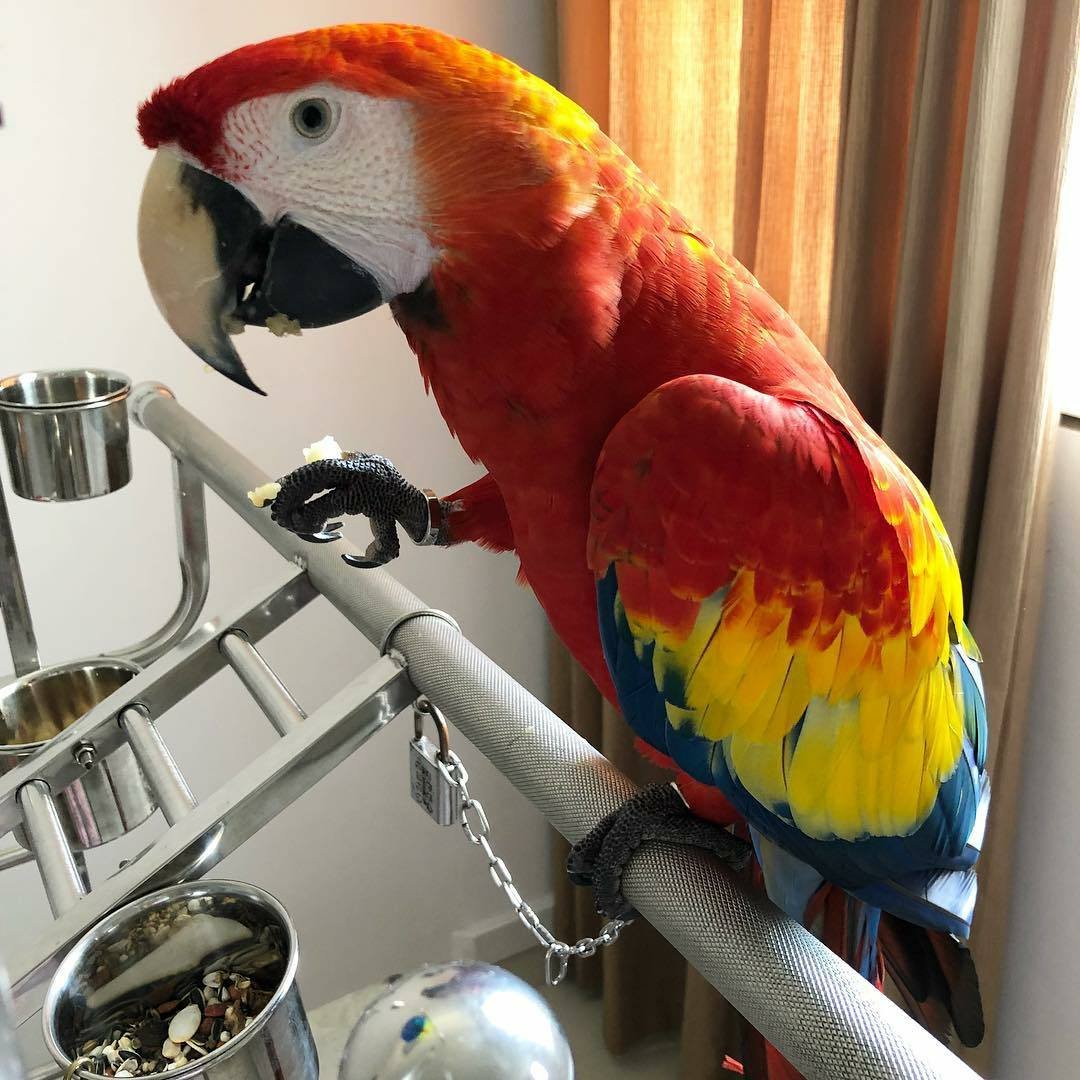 Scarlet macaws for sale