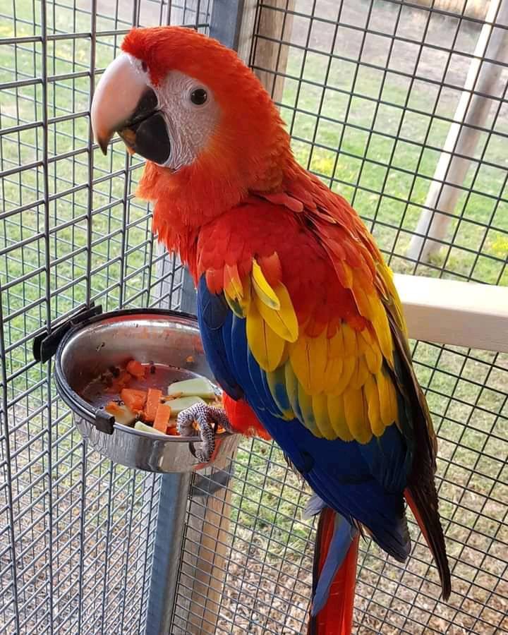 Macaw for sale Australia
