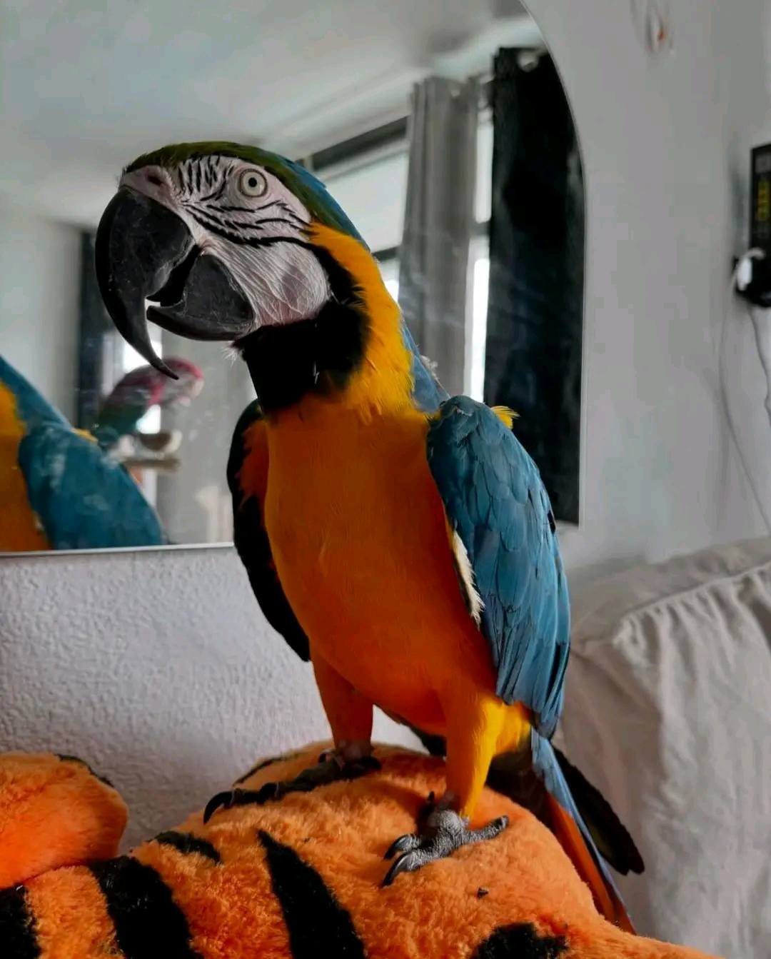 Buy macaw parrots online Australia