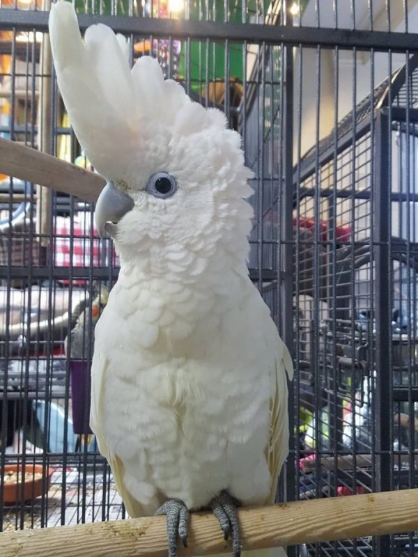 cockatoo breeder Australia