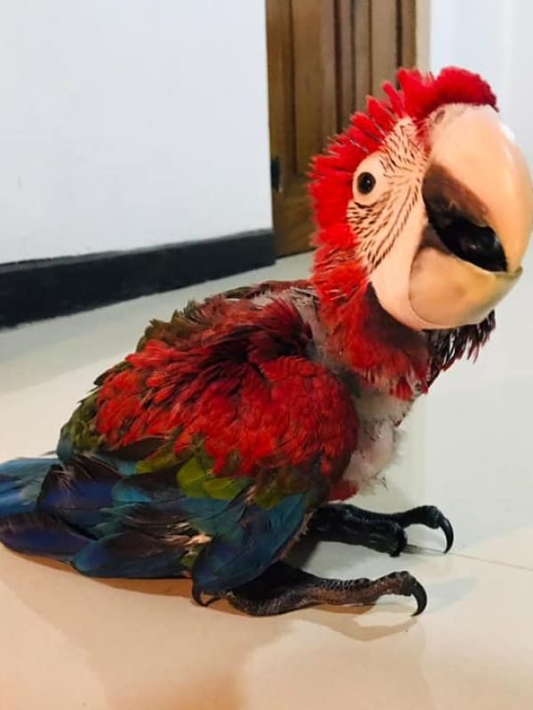 Green Winged macaw for sale