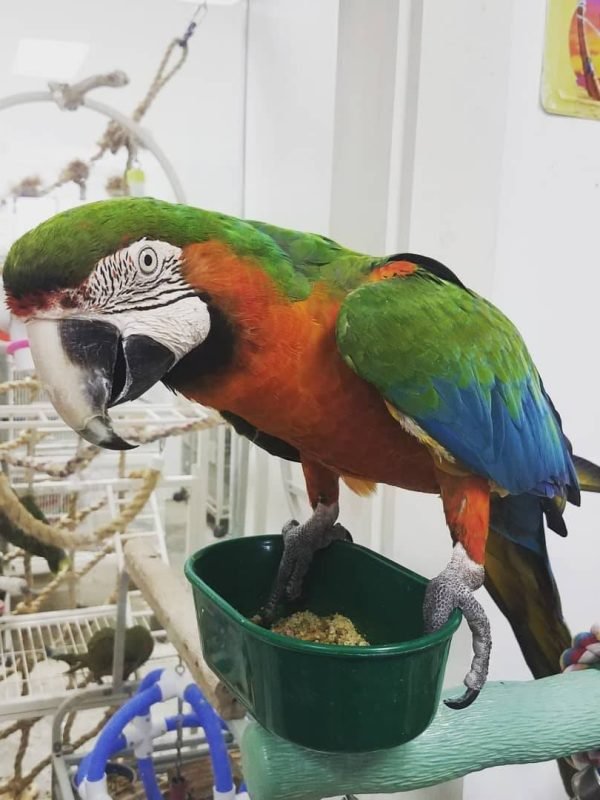 Catalina macaw for sale