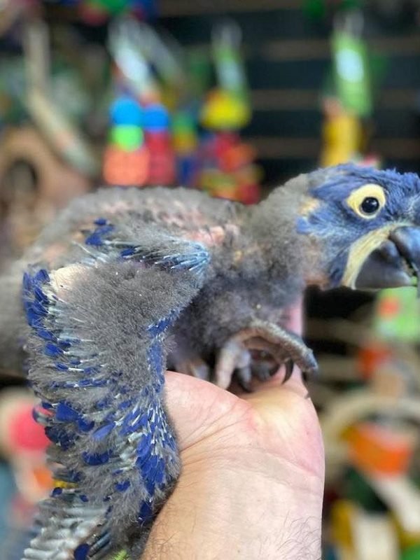 Buy hyacinth macaw australia