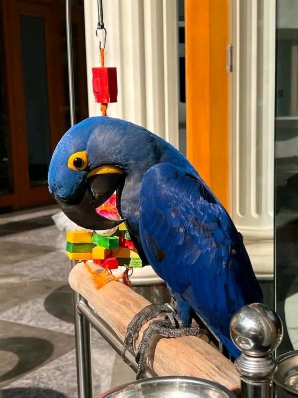 Hyacinth macaw for sale