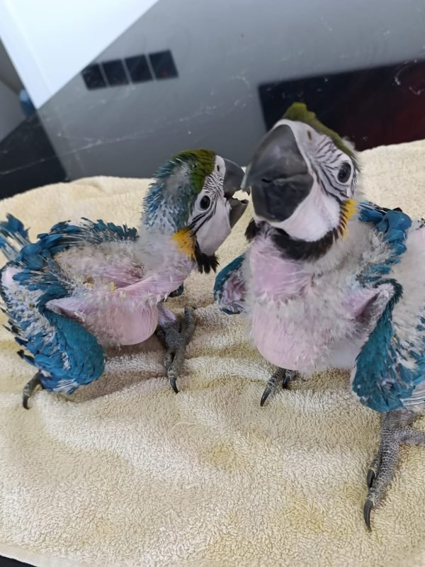 buy Blue and gold macaw
