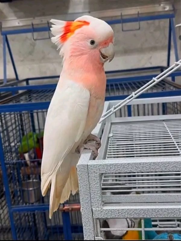 buy cockatoo Australia