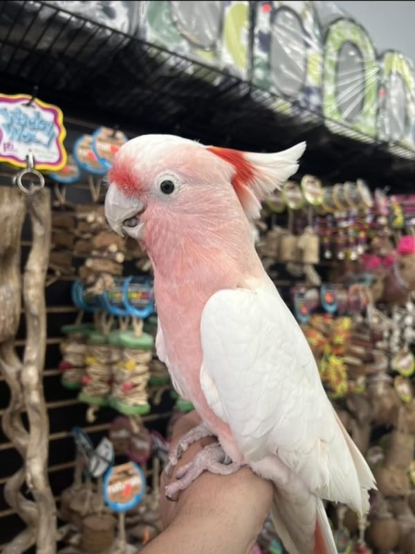 cockatoo for sale Australia