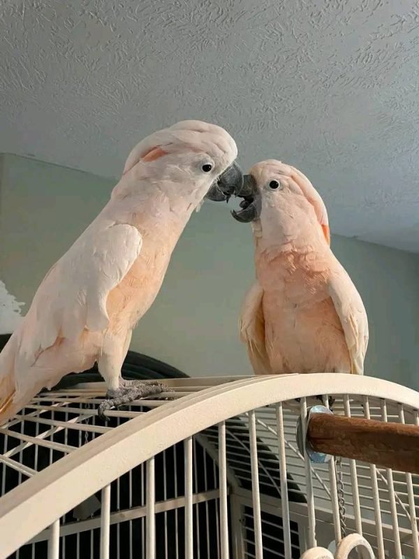cockatoo parrot for sale