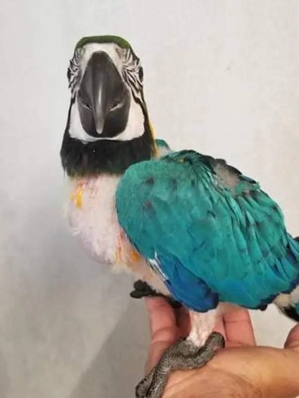 Baby blue and gold macaw for sale