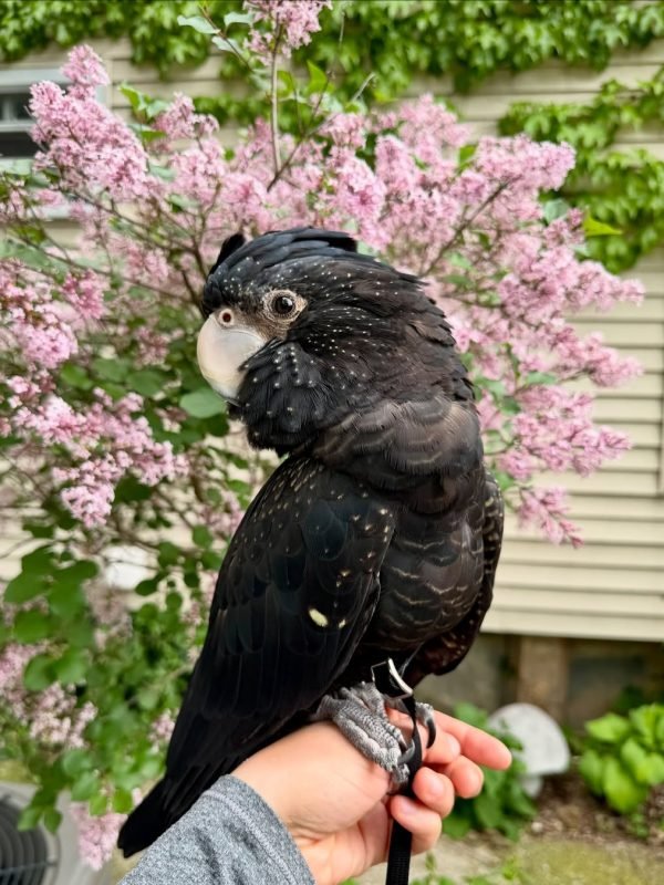 Red-tailed Black Cockatoo