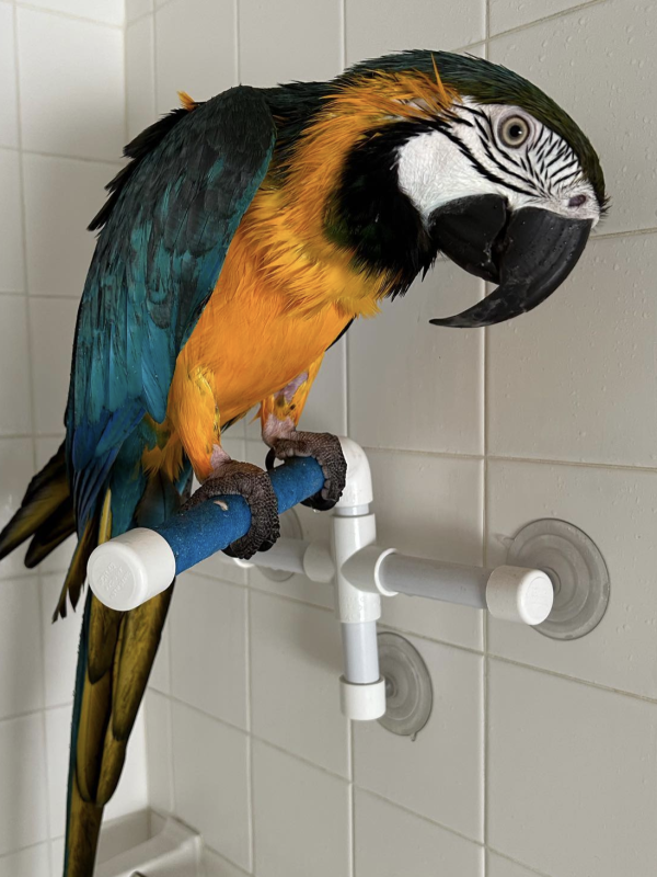 Macaws available for adoption