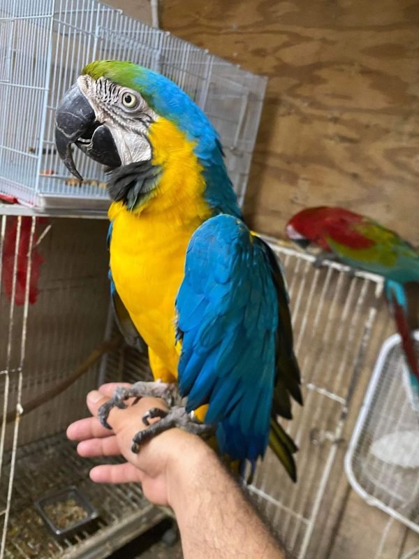 Parrot breeders Australia