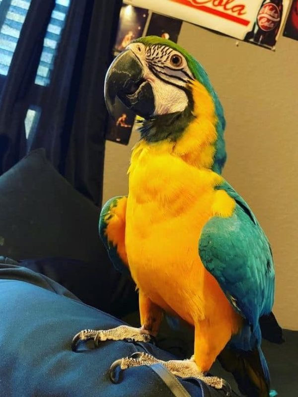 blue and yellow macaw