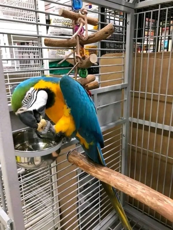 Buy blue and gold macaw Sydney