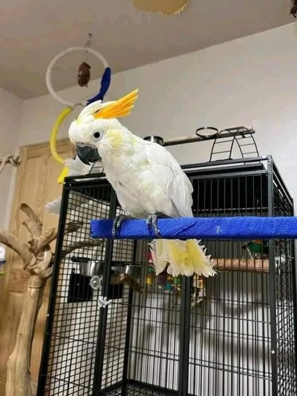 citron crested