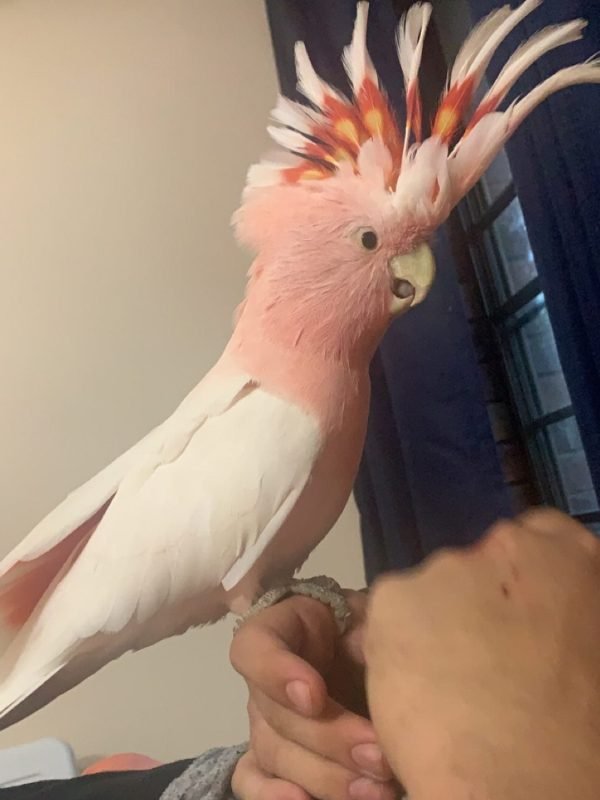 major mitchell cockatoo for sale