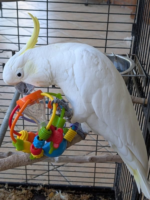 cockatoo parrot price Australia